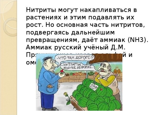 Нитриты могут накапливаться в растениях и этим подавлять их рост. Но основная часть нитритов, подвергаясь дальнейшим превращениям, даёт аммиак (NH3). Аммиак русский учёный Д.М. Прянишников назвал альфой и омегой в питании растений. 