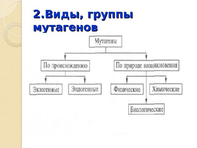 2.Виды, группы мутагенов 