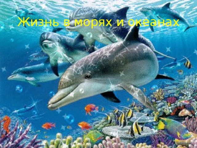 Жизнь в морях и океанах 