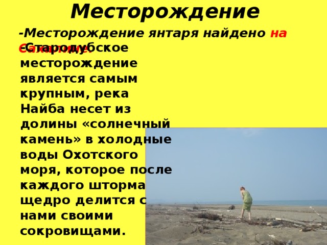 Месторождение -Месторождение янтаря найдено на Сахалине. -Стародубское месторождение является самым крупным, река Найба несет из долины «солнечный камень» в холодные воды Охотского моря, которое после каждого шторма щедро делится с нами своими сокровищами.  