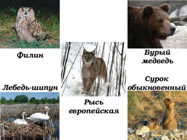 Бурый медведь Филин Сурок обыкновенный Лебедь-шипун Рысь европейская 