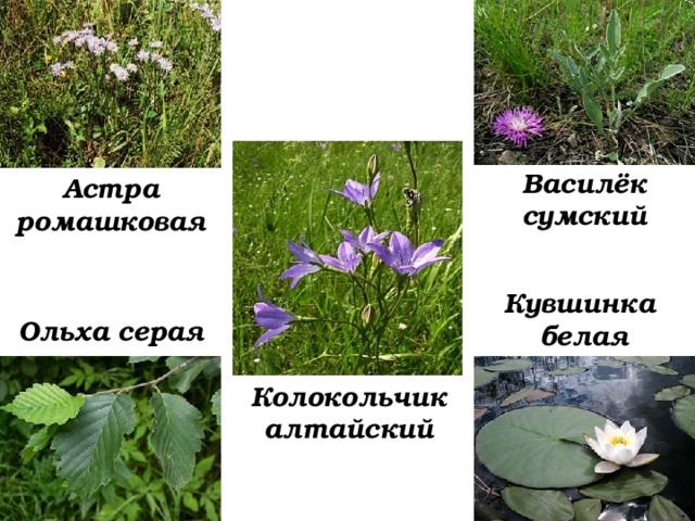 Василёк сумский Астра ромашковая Кувшинка белая Ольха серая Колокольчик алтайский 