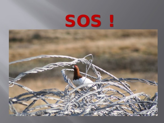  SOS ! Тундра шепчет – Человек! Остановись! Одумайся! Пощади! Подтверждение этому Красная книга ЯНАО.  