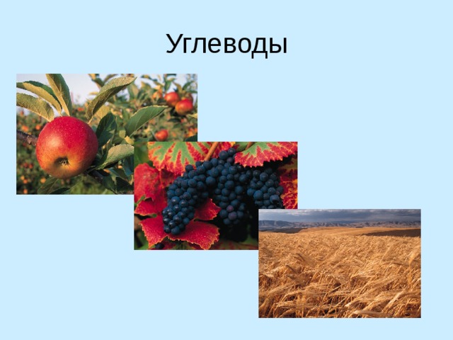 Углеводы 