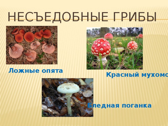 Несъедобные Грибы Ложные опята Красный мухомор Бледная поганка 