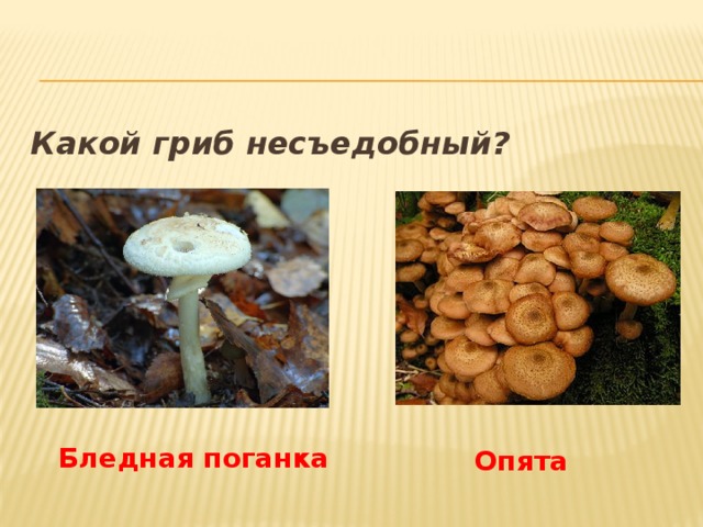 Какой гриб несъедобный? Бледная поганка Опята 