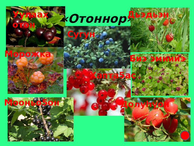 «Отоннор» Дьэдьэн Уулаах отон Сугун Морожка Биэ эмиийэ Хапта5ас Мооньо5он Долуhуон 