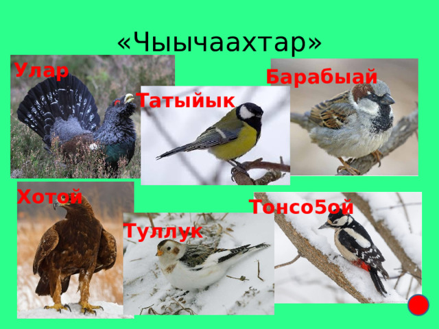 «Чыычаахтар» Улар Барабыай Татыйык Хотой Тонсо5ой Туллук 