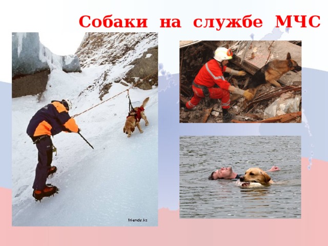 Собаки на службе МЧС 22 