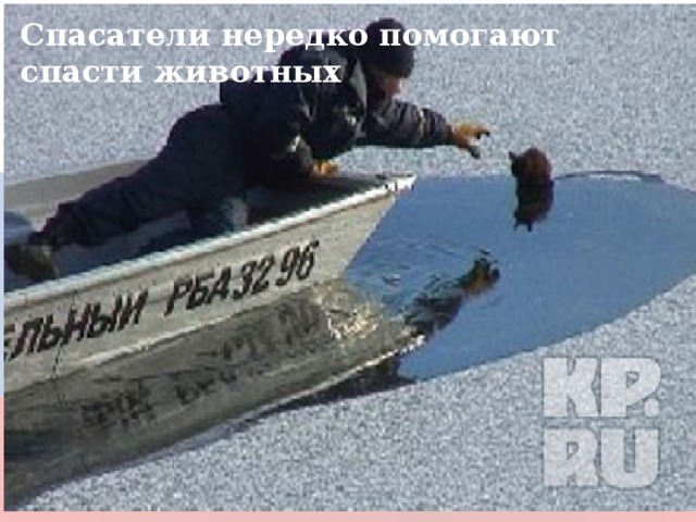 Спасатели нередко помогают спасти животных 22 