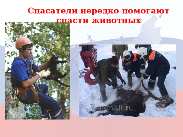 Спасатели нередко помогают спасти животных 22 
