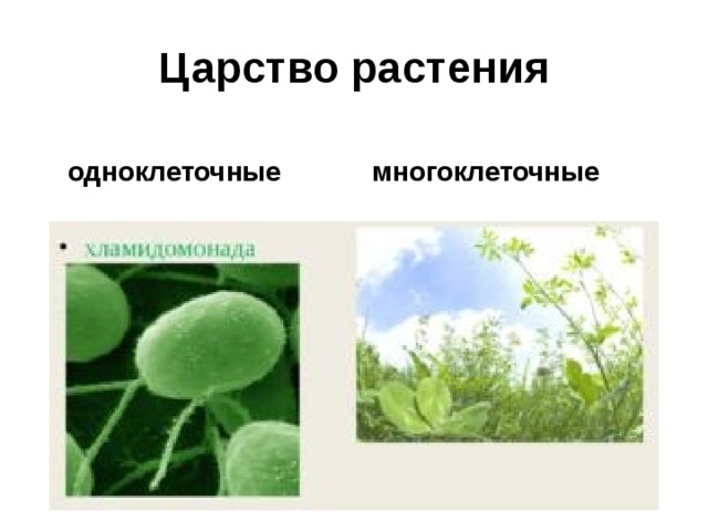 Царство растения одноклеточные многоклеточные 