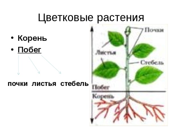 Цветковые растения Корень Побег  почки листья стебель 