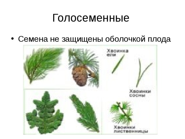 Голосеменные Семена не защищены оболочкой плода 