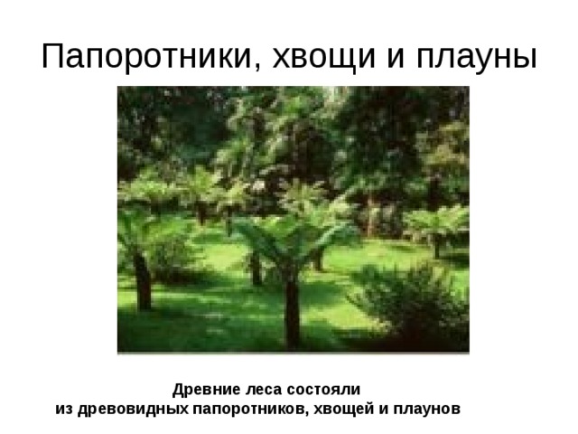 Папоротники, хвощи и плауны Древние леса состояли из древовидных папоротников, хвощей и плаунов 