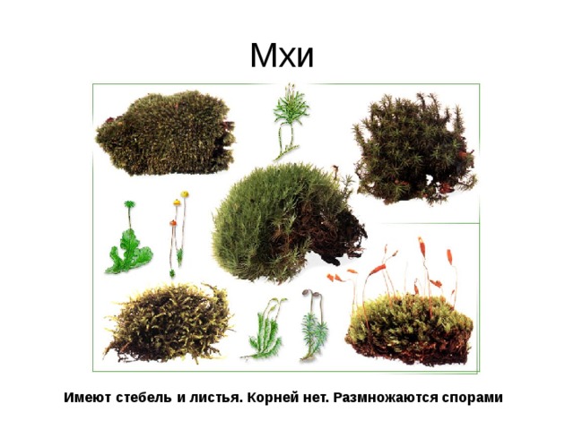 Мхи Имеют стебель и листья. Корней нет. Размножаются спорами 