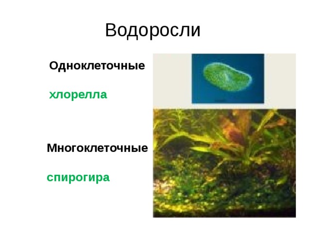 Водоросли Одноклеточные  хлорелла Многоклеточные  спирогира 