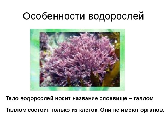 Особенности водорослей Тело водорослей носит название слоевище – таллом . Таллом состоит только из клеток. Они не имеют органов. 