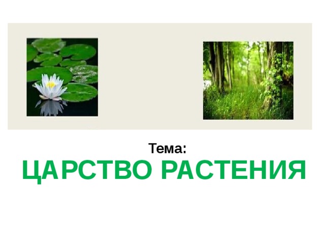 Тема: ЦАРСТВО РАСТЕНИЯ 
