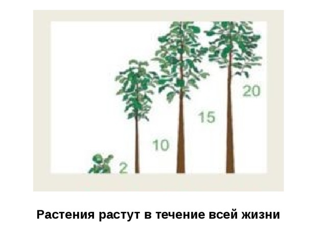 Растения растут в течение всей жизни 