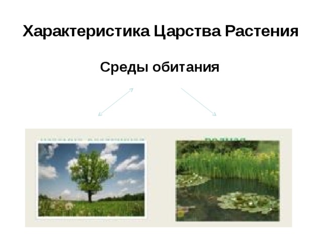 Характеристика Царства Растения Среды обитания 
