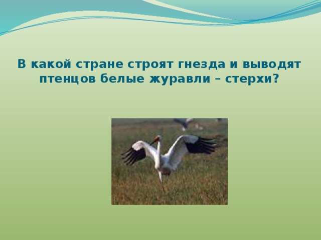 В какой стране строят гнезда и выводят птенцов белые журавли – стерхи? 