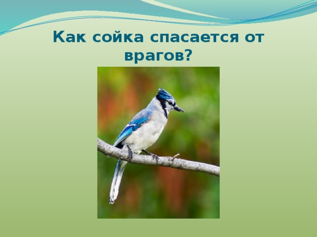 Как сойка спасается от врагов? 