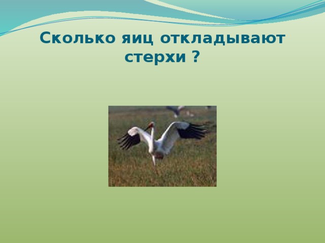 Сколько яиц откладывают стерхи ? 