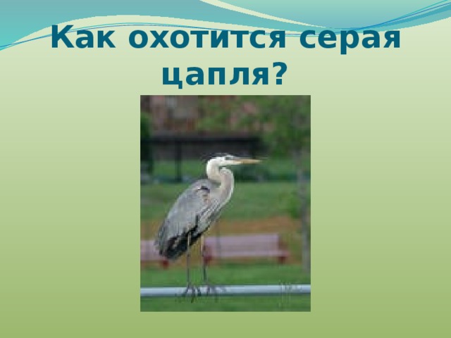 Как охотится серая цапля? 