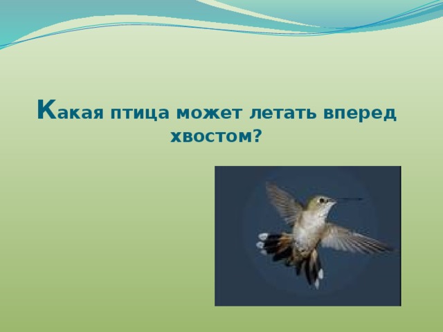 К акая птица может летать вперед хвостом? 