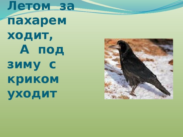Летом за пахарем ходит,  А под зиму с криком уходит 