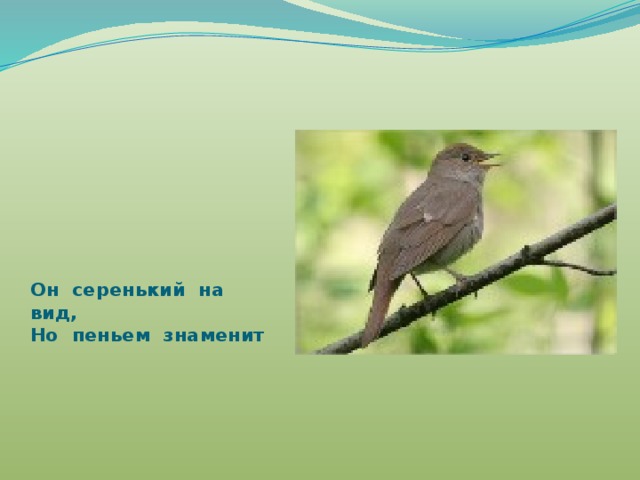 Он серенький на вид,  Но пеньем знаменит 
