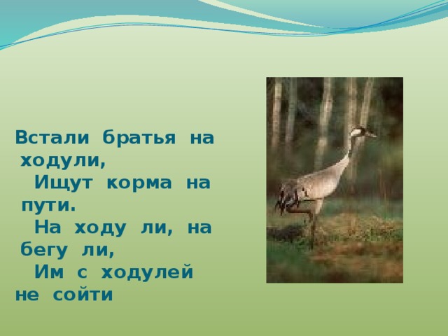 Встали братья на ходули,  Ищут корма на пути.  На ходу ли, на бегу ли,  Им с ходулей не сойти 