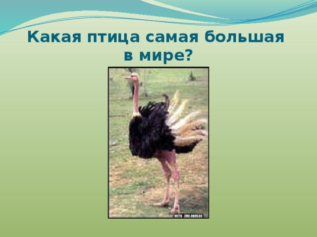 Какая птица самая большая  в мире? 