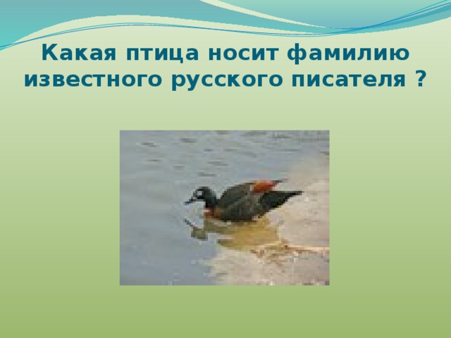 Какая птица носит фамилию известного русского писателя ? 