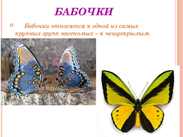 Бабочки  Бабочки относятся к одной из самых крупных групп насекомых – к чешуекрылым. 