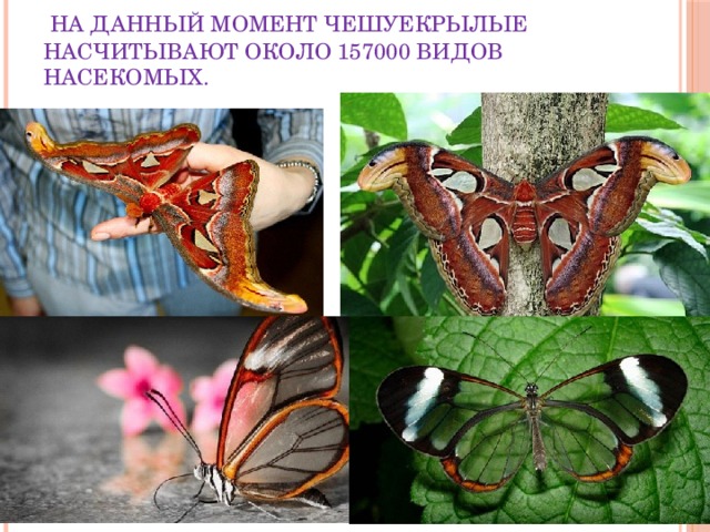  На данный момент чешуекрылые насчитывают около 157000 видов насекомых. 