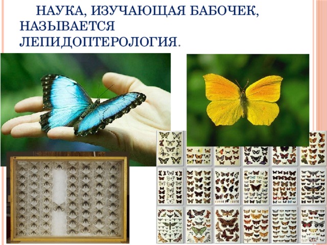  Наука, изучающая бабочек, называется лепидоптерология . 