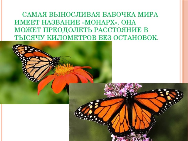  Самая выносливая бабочка мира имеет название «Монарх». Она может преодолеть расстояние в тысячу километров без остановок . 