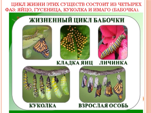  Цикл жизни этих существ состоит из четырех фаз: яйцо, гусеница, куколка и имаго (бабочка). 