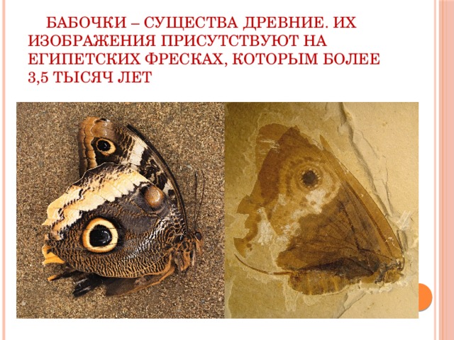  Бабочки – существа древние. Их изображения присутствуют на египетских фресках, которым более 3,5 тысяч лет 