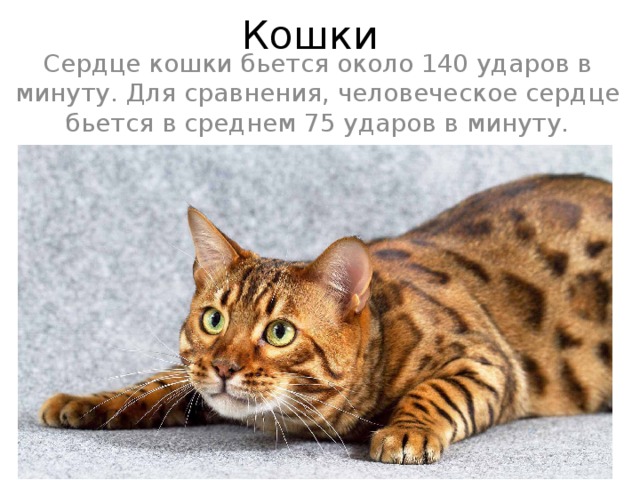 Кошки Сердце кошки бьется около 140 ударов в минуту. Для сравнения, человеческое сердце бьется в среднем 75 ударов в минуту. 