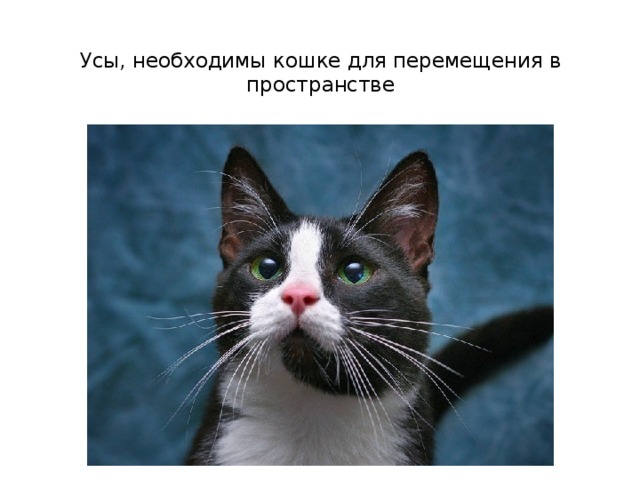 Усы, необходимы кошке для перемещения в пространстве   