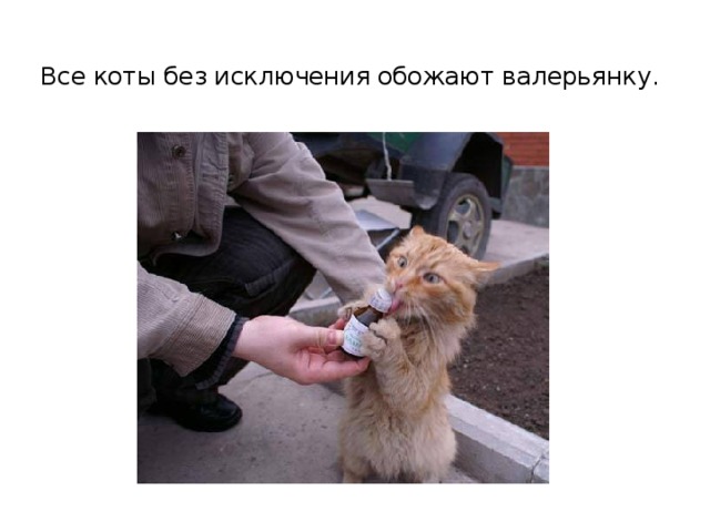 Все коты без исключения обожают валерьянку.   