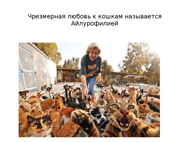 Чрезмерная любовь к кошкам называется Айлурофилией   