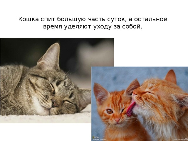 Кошка спит большую часть суток, а остальное время уделяют уходу за собой.   
