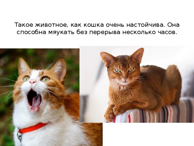 Такое животное, как кошка очень настойчива. Она способна мяукать без перерыва несколько часов.   