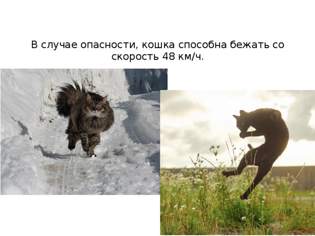 В случае опасности, кошка способна бежать со скорость 48 км/ч.   