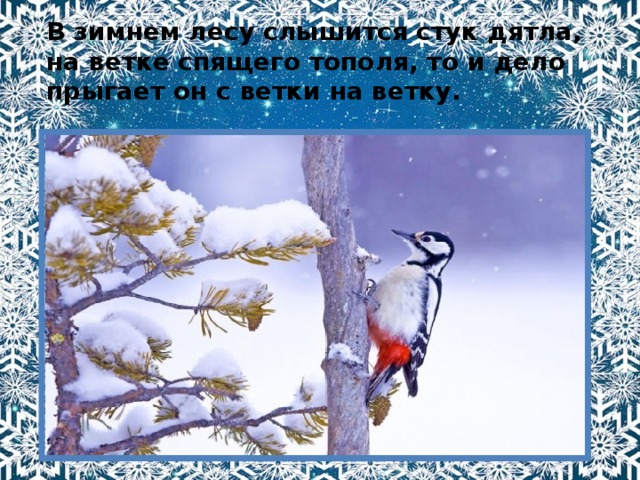 В зимнем лесу слышится стук дятла, на ветке спящего тополя, то и дело прыгает он с ветки на ветку. 