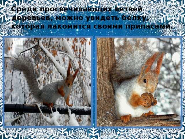 Среди просвечивающих ветвей деревьев, можно увидеть белку, которая лакомится своими припасами. 